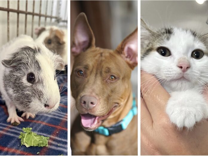 a collage of photos of dogs and cats
